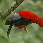 Andean Cock-of-the-rock / Rupicola peruvianus