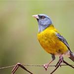 Grey-hooded Sierra Finch / Phrygilus gayi