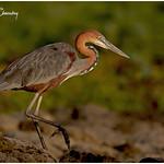 Цапля-голиаф / Ardea goliath