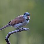 Grey-headed Parrotbill / Paradoxornis gularis