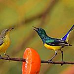 фото