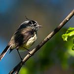 Tufted Tit-Tyrant / Anairetes parulus
