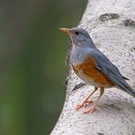 Grey-backed Thrush / Turdus hortulorum