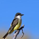Толстоклювый тиранн / Tyrannus crassirostris
