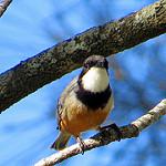 Ожерелковый свистун / Pachycephala rufiventris