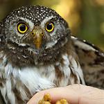 Subtropical Pygmy Owl / Glaucidium parkeri
