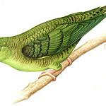 Полосатый калита / Bolborhynchus lineola