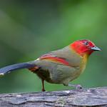 Red-faced Liocichla / Liocichla phoenicea
