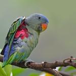 Blue-rumped Parrot / Psittinus cyanurus