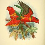 Лорикет Маргариты / Charmosynoides margarethae
