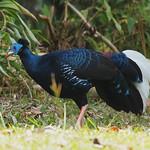 Malayan Crested Fireback / Lophura rufa