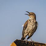 Полынный пересмешник / Oreoscoptes montanus