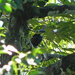 Golden-collared Toucanet / Selenidera reinwardtii