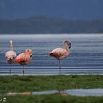 Chilean Flamingo / Phoenicopterus chilensis