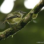 Yellow-winged Flatbill / Tolmomyias flavotectus