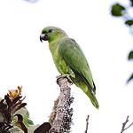 Солдатский амазон / Amazona mercenarius