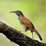 Rusty-cheeked Scimitar Babbler / Erythrogenys erythrogenys