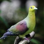 White-bellied Green Pigeon / Treron sieboldii