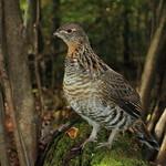 Воротничковый рябчик / Bonasa umbellus