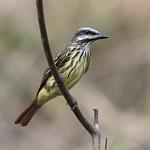 Мексиканский бентеви / Myiodynastes luteiventris