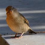 Воробьиные / Passeridae фото