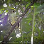 Serra do Mar Tyrant-Manakin / Neopelma chrysolophum