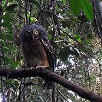 Sjöstedt's Barred Owlet / Glaucidium sjostedti