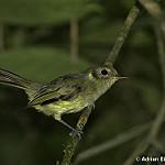 Oustalet's Tyrannulet / Phylloscartes oustaleti