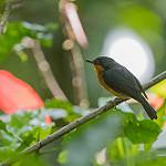 Молуккская мухоловка / Ficedula buruensis