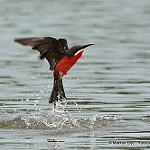 Rosy Bee-eater / Merops malimbicus