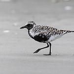 Тулес / Pluvialis squatarola