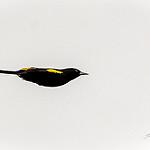 Жёлтоспинный кассик / Cacicus chrysonotus