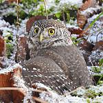 Eurasian Pygmy Owl / Glaucidium passerinum