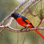 Orange Minivet / Pericrocotus flammeus