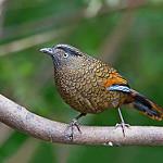 Blue-winged Laughingthrush / Trochalopteron squamatum