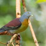 Little Green Pigeon / Treron olax