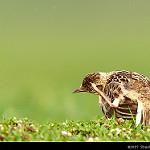 Jerdon's Bush Lark / Plocealauda affinis