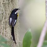 White-winged Apalis / Apalis chariessa