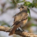 Буланый жулан / Lanius isabellinus