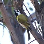 Western Shriketit / Falcunculus leucogaster