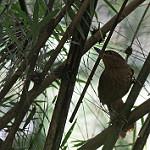 Bolivian Recurvebill / Syndactyla striata