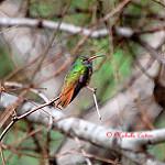Юкатанская амазилия / Amazilia yucatanensis