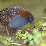 Black Rail / Laterallus jamaicensis