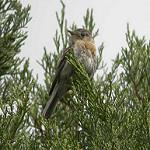 Буланый мухолов / Empidonax fulvifrons