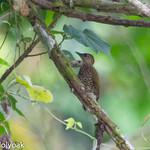 Термитниковый дятел / Pardipicus nivosus