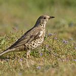 Деряба / Turdus viscivorus