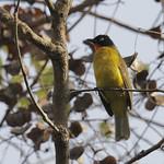 Flame-throated Bulbul / Rubigula gularis