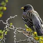 Mourning Sierra Finch / Rhopospina fruticeti