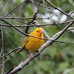 Карликовый зерноед / Sicalis columbiana