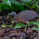 Каштановый скрытохвост / Crypturellus obsoletus